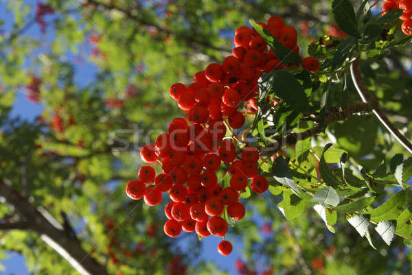 Schlange Beeren Ansicht hellen zunehmend Stock foto © AlphaBaby