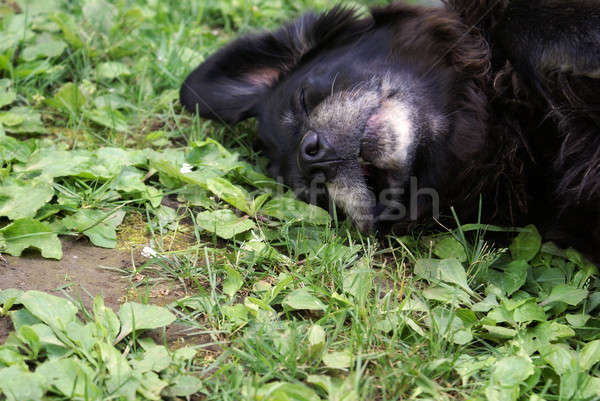 Labrador Retriever Stock photo © AlphaBaby