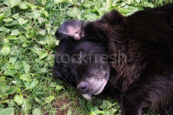 Labrador Retriever Stock photo © AlphaBaby