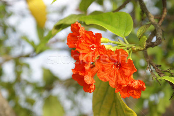 Hibisco floración océano tropicales clima flor Foto stock © AlphaBaby