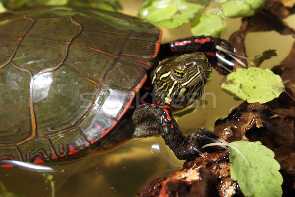 Сток-фото: север · американский · окрашенный · черепахи · один · изображение