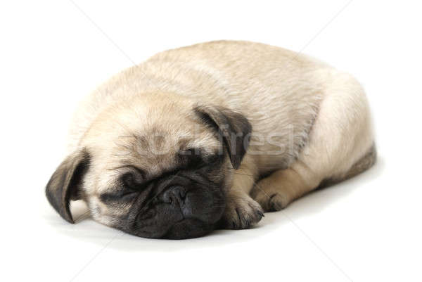 Adorable Sleeping Pug Puppy Stock photo © AlphaBaby
