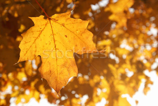 Autumn Leaves Stock photo © AlphaBaby