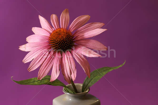 Echinacea Herbal Flower Stock photo © AlphaBaby