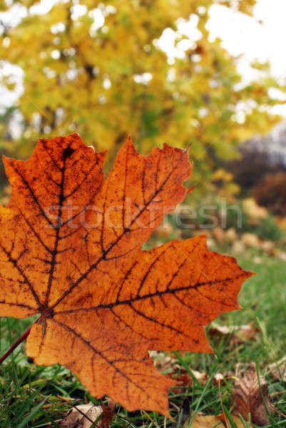 Maple Leaf Stock photo © AlphaBaby
