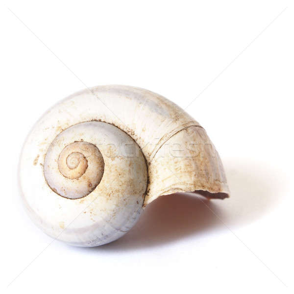 Isolado caracol concha branco bom naturalismo Foto stock © AlphaBaby