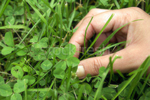 Found a Four Leaf Clover Stock photo © AlphaBaby