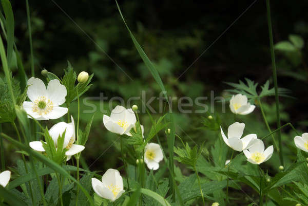 Wild Strawberry In Bloom Stock photo © AlphaBaby