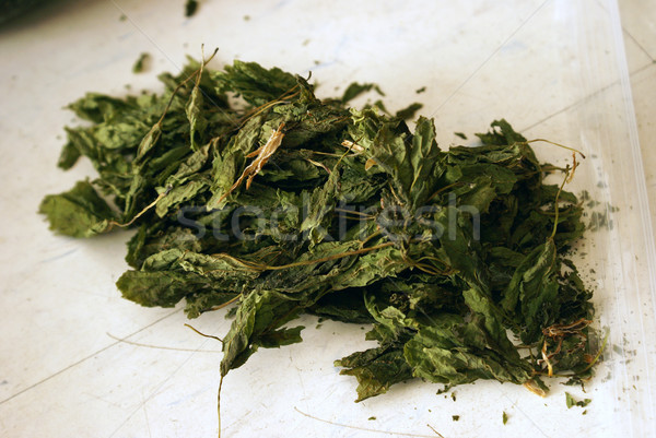 Dried Maple Leaf Stock photo © AlphaBaby