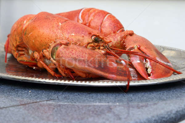 świeże homara przygotowanie wybrzeża przygotowany żywności Zdjęcia stock © AlphaBaby