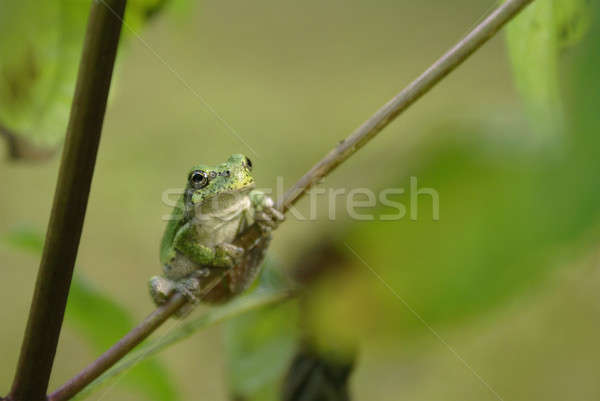 Gray Tree Frog Stock photo © AlphaBaby