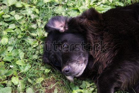 Labrador Retriever Stock photo © AlphaBaby