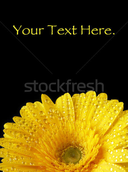 Vibrant Wet Yellow Gerbera Stock photo © AlphaBaby