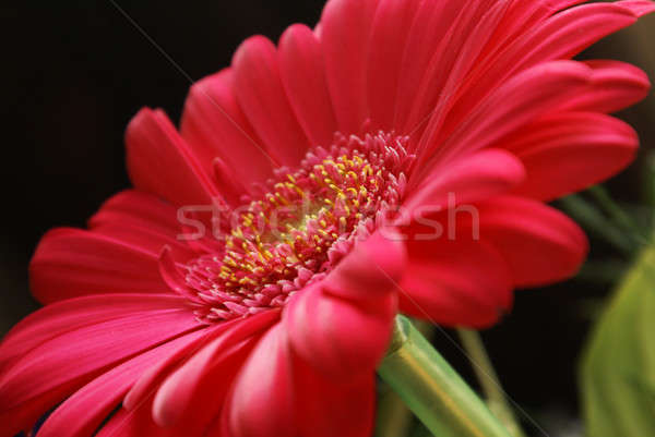 Lebendige Blume Ansicht Gänseblümchen frischen Stock foto © AlphaBaby