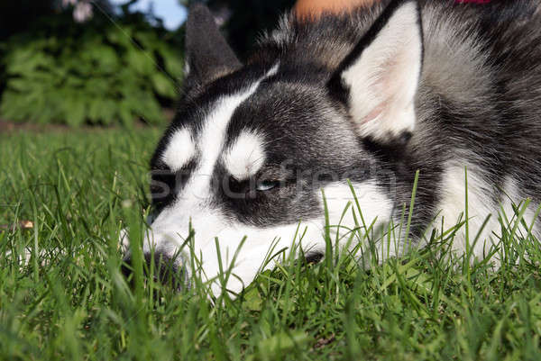 Pihen fajtiszta husky hazugságok gyep nyár Stock fotó © AlphaBaby