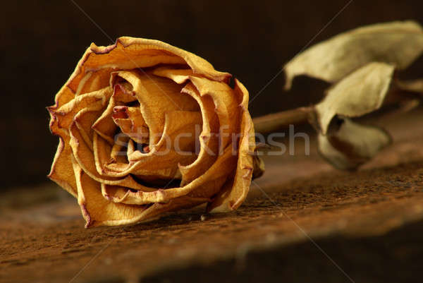 Dried Rose Stock photo © AlphaBaby