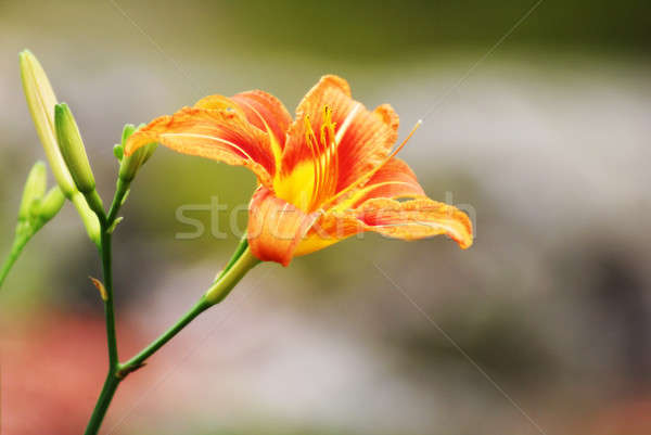 Tiger Lily Stock photo © AlphaBaby