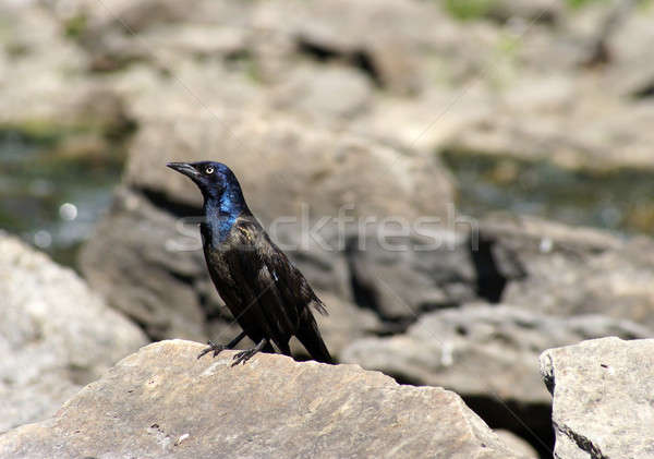 Common Grackle Stock photo © AlphaBaby
