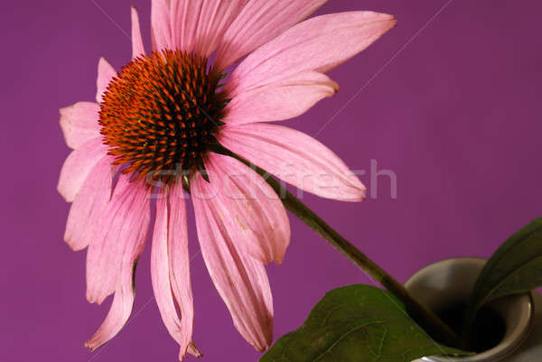Echinacea Herbal Flower Stock photo © AlphaBaby