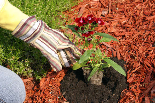 Planting Flowers Stock photo © AlphaBaby