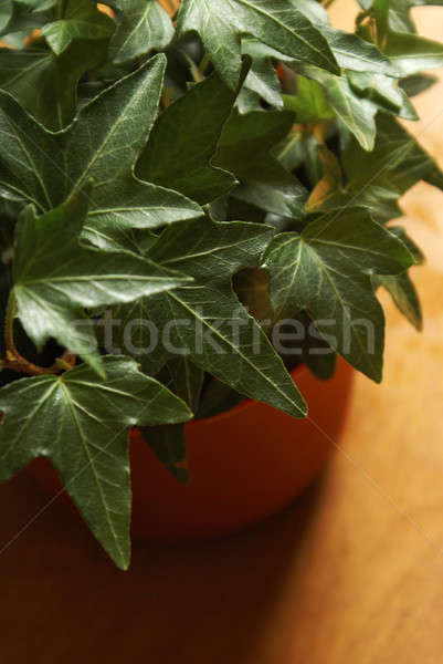 Healthy Ivy Houseplant Stock photo © AlphaBaby