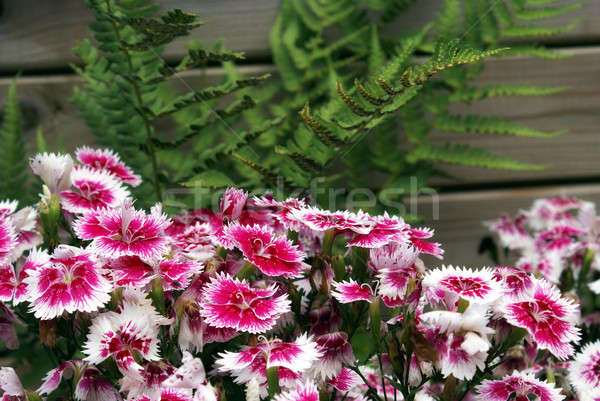 Turco clavel cama de flores jardín cama nativo Foto stock © AlphaBaby