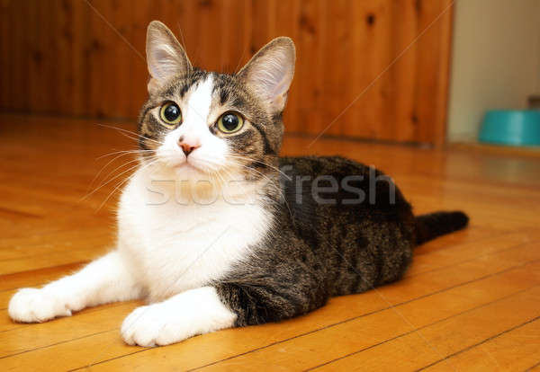 House Cat Satisfaction Stock photo © AlphaBaby