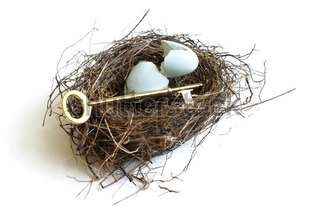 Bird's Nest with Eggs Stock photo © AlphaBaby
