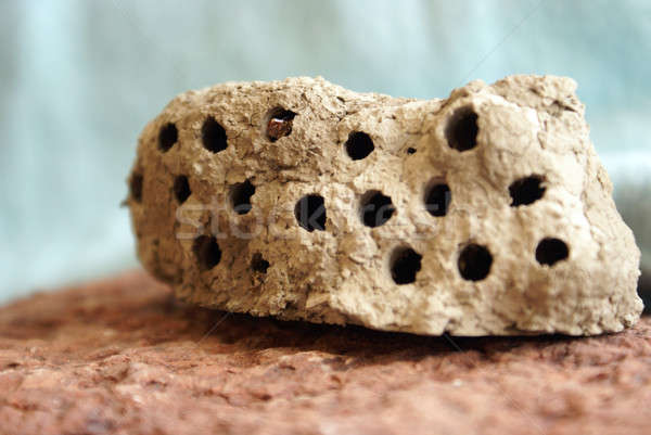 Mud Wasp Hive Stock photo © AlphaBaby