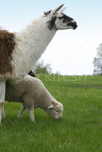 Guarding Sheep Stock photo © AlphaBaby