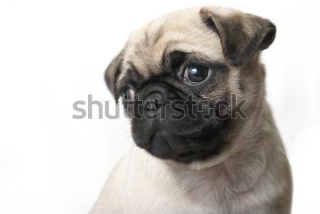 Adorable Pug Puppy Stock photo © AlphaBaby