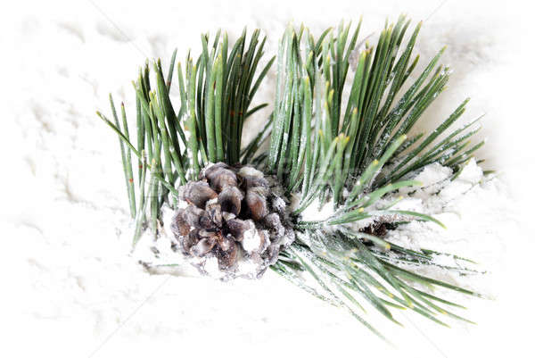 Snowy Pine Cone Stock photo © AlphaBaby