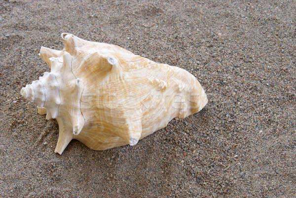 Conch Shell Stock photo © AlphaBaby