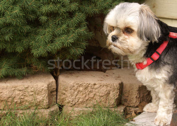 Morkie Dog Outside Stock photo © AlphaBaby