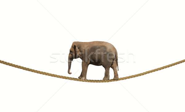 Elephant on a rope Stock photo © alphaspirit