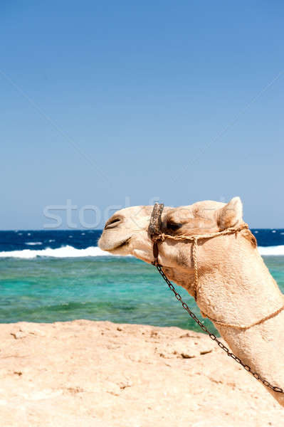 Camel Stock photo © alphaspirit