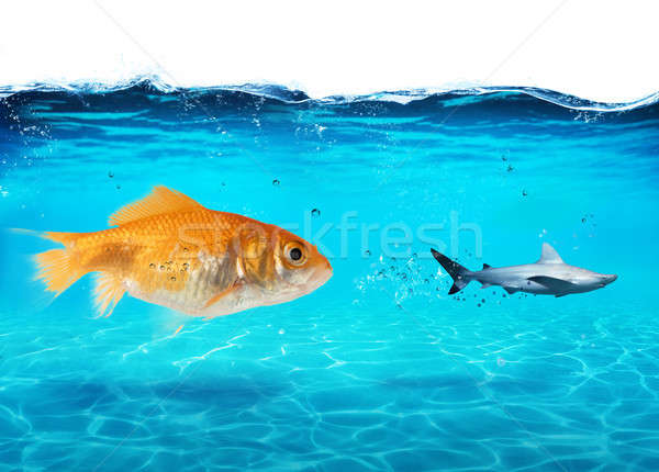 Big goldfish attacks a scared shark in the ocean. concept of bravery Stock photo © alphaspirit