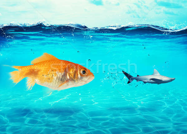 Big goldfish attacks a scared shark in the ocean. concept of bravery Stock photo © alphaspirit