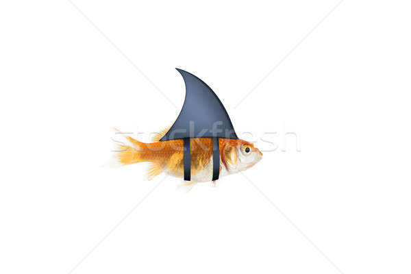 Goldfish acting as shark to terrorize the enemies. Concept of competition and bravery Stock photo © alphaspirit