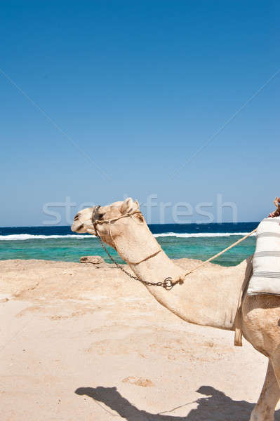 Kamel Strand Ägypten Ausflug Meer Wüste Stock foto © alphaspirit