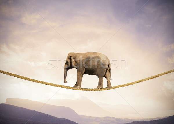 Elephant on a rope Stock photo © alphaspirit