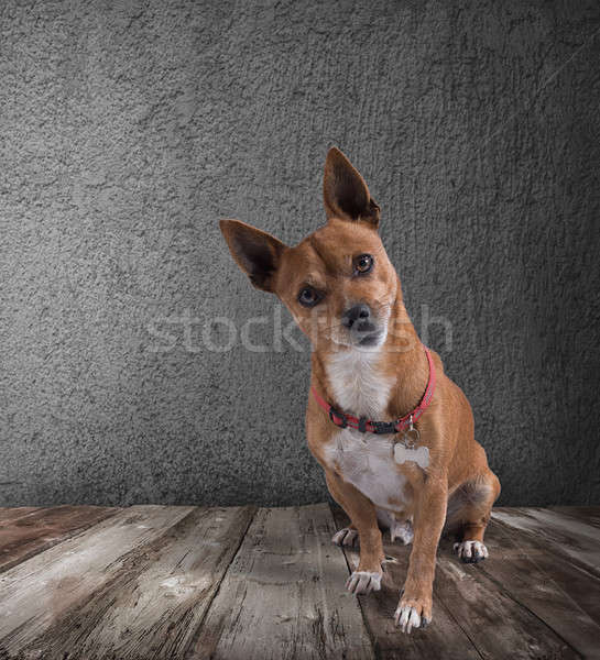 Hund Holzboden Zeichen Spaß funny Tier Stock foto © alphaspirit