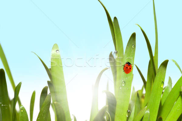 Zielona trawa Ladybug rano rosa scena trawy Zdjęcia stock © alphaspirit