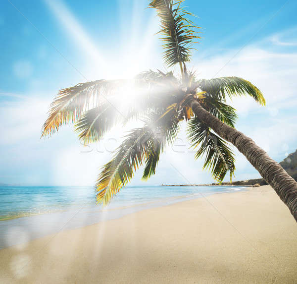 Tropical beach Stock photo © alphaspirit