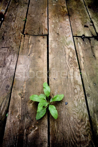 Stockfoto: Leven · jonge · groene · plant · scheuren · oude