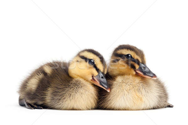 two ducklings isolated on white Stock photo © alptraum