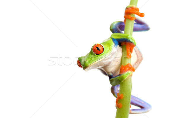 Kurbağa tırmanma bambu yalıtılmış Stok fotoğraf © alptraum