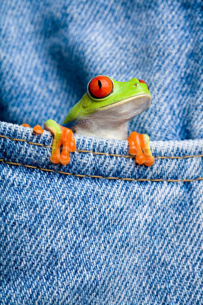 frog in pocket Stock photo © alptraum