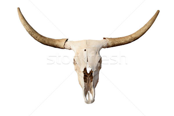 skull isolated Stock photo © alptraum