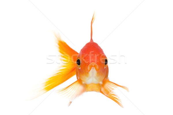 Goldfish мнение изолированный белый Сток-фото © alptraum